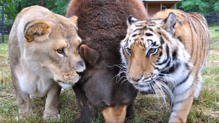 關(guān)于虎和獅子的成語俗語詩句