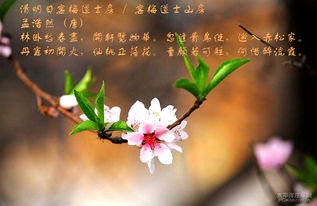 古詩(shī),詩(shī)句,桃花,有哪些