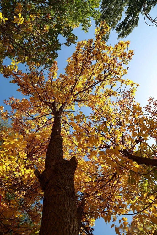 秋色美古詩(shī)句