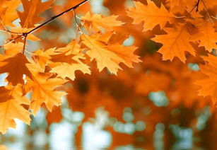 關(guān)于楓葉唯美的詩(shī)句