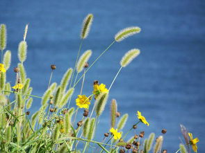 關(guān)于草的詩句和成語