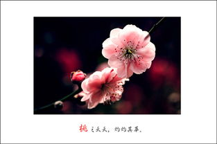 關(guān)于心意相通的詩(shī)句