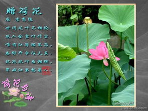 有關(guān)春天荷花的詩(shī)句古詩(shī)