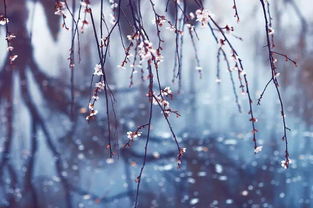 關(guān)于春天突然變冷的詩句