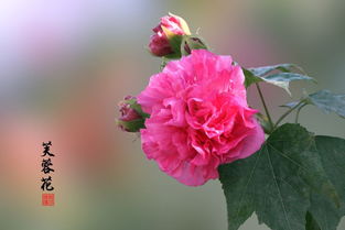 關(guān)于芙蓉花氣質(zhì)的詩(shī)句