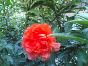 關(guān)于贊美石榴的詩句,贊美石榴的五言詩句,古人贊美石榴的詩句