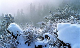 關(guān)于進(jìn)入冬天的詩句