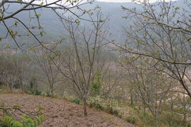 關(guān)于大力發(fā)展的詩句