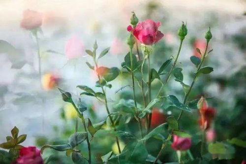 讀古詩(shī)句有感