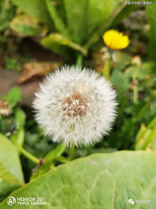 描寫(xiě)春意盎然的古詩(shī)詩(shī)句