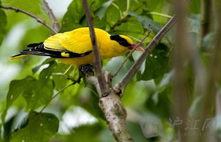 小學(xué)關(guān)于鶯的詩句