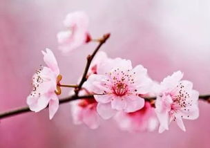 山水畫關(guān)于桃花的詩(shī)句