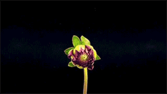 寫(xiě)草莓的詩(shī)句古詩(shī),描寫(xiě)草莓的古詩(shī),草莓的詩(shī)句古詩(shī)