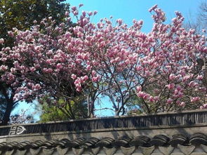 一至三級關(guān)于春的詩句