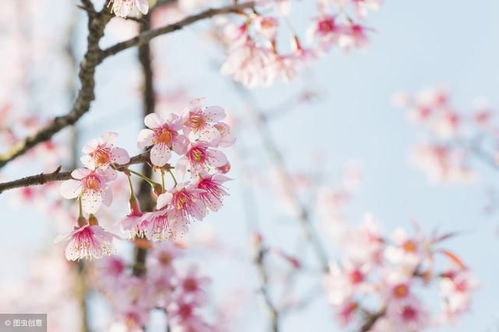 詩(shī)句,描寫(xiě),色彩