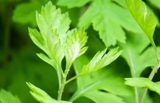 關于端午掛艾草的詩句