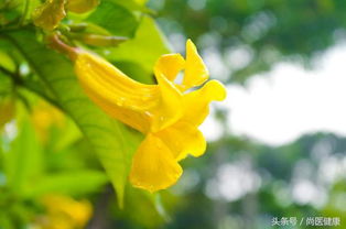 夏天景象的古詩(shī)句