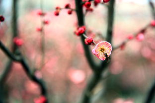 關于春天花季的詩句