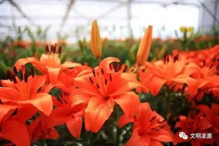 株的詩(shī)句古詩(shī)