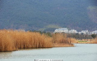 描寫秋天蘆葦?shù)墓旁?shī)句