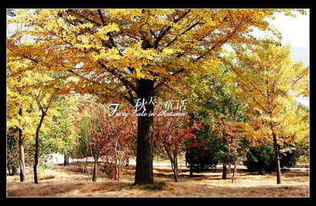 詩句,秋天,兒童,大全