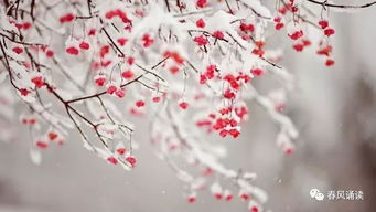 古詩,詩句,風(fēng)花,大全