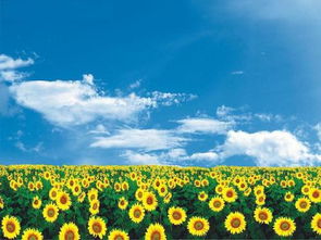 關(guān)于耕耘秋收的詩句