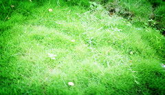 關(guān)于小草的詩句古詩詞