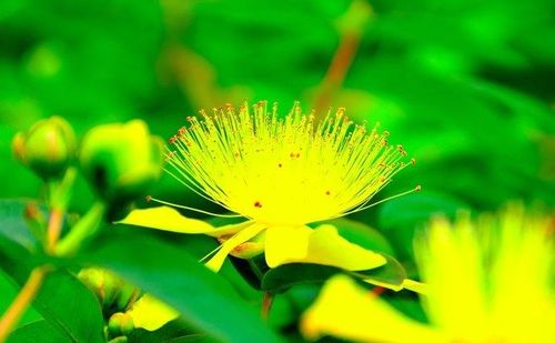 關(guān)于野花的春天的詩句有