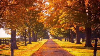 贊美秋天相思的詩句古詩