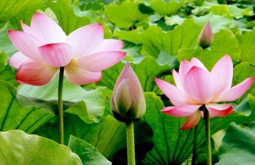 描寫(xiě)荷花或荷葉的古詩(shī)67首,關(guān)于描寫(xiě)荷花荷葉的古詩(shī),描寫(xiě)荷花荷葉的詩(shī)句古詩(shī)