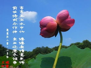 并蒂蓮,詩(shī)句