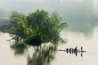 歌詠,詩(shī)句,楊柳
