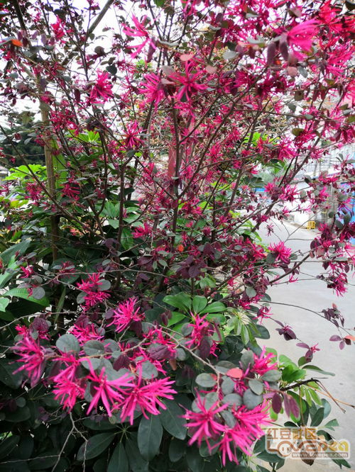 關(guān)于百花爭艷的詩句