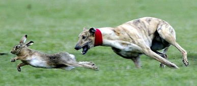 獵狗逐兔的古詩句