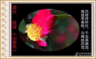 描寫花的詩(shī)句,含有花的古詩(shī)句,帶有花字的古詩(shī)句