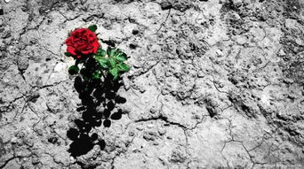 廣袤無垠寸草不生古詩句