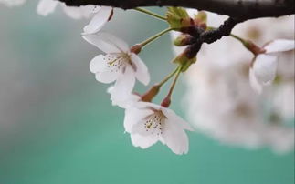 贊美櫻花的詩(shī)句古詩(shī)