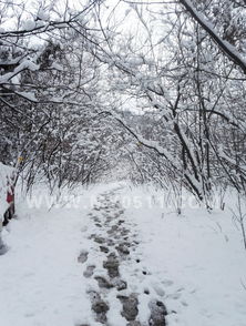 關于春天雪景的詩句古詩詞