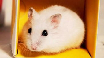 關(guān)于倉(cāng)鼠的成語(yǔ)和詩(shī)句