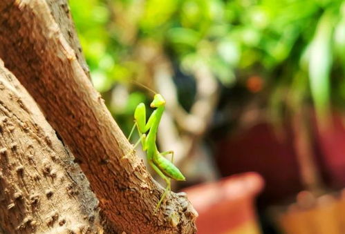 關(guān)于蟬的詩句古詩詞,描寫蟬的詩句古詩詞,關(guān)于夏蟬的詩句古詩詞