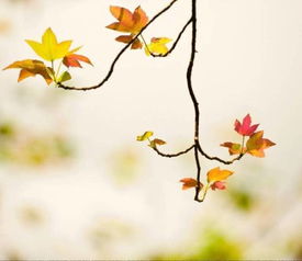 描寫秋天的詩句古詩文網(wǎng),小學(xué)描寫秋聲的詩句古詩,描寫風(fēng)景的詩句古詩