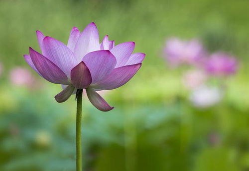 寫(xiě)關(guān)于荷花贊美的詩(shī)句古詩(shī)