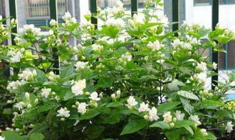 茉莉花,詩(shī)句,簡(jiǎn)單