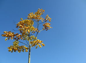 關(guān)于描寫(xiě)秋天的古詩(shī)句有哪些,三年級(jí)描寫(xiě)秋天的古詩(shī)句有,描寫(xiě)秋天景色的古詩(shī)句