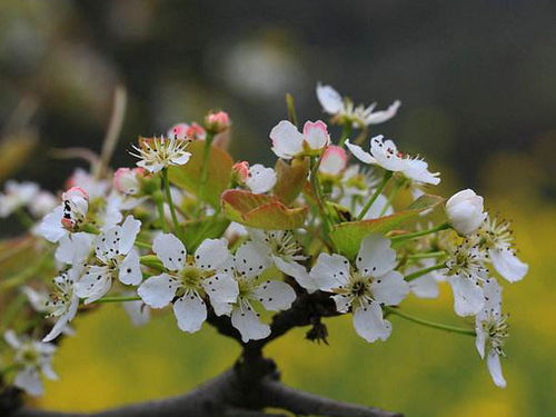 梨花,詩句,桃花