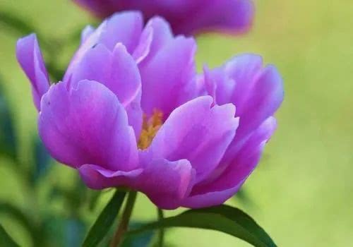 寫芍藥花的詩句古詩