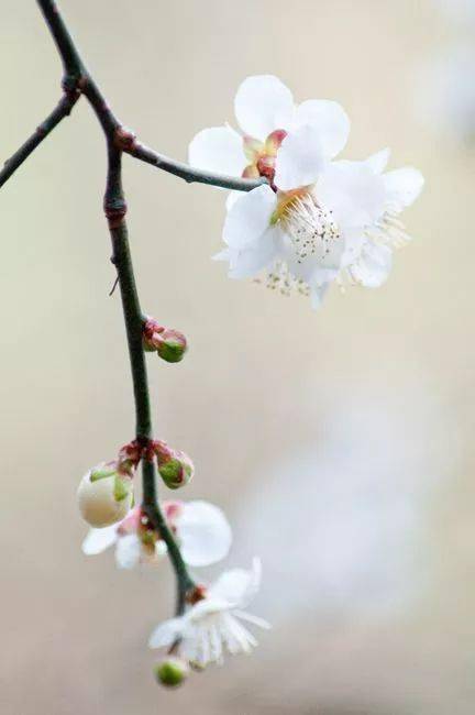 關(guān)于一只花的詩(shī)句