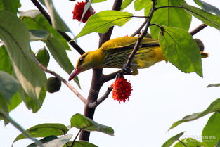 小學(xué)關(guān)于黃鸝的詩句