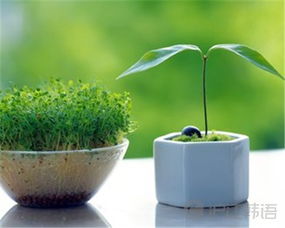 綠色植物,詩(shī)句